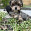 Beautiful Male Morkie Puppy in Summerville, South Carolina