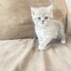 British Shorthair kittens