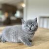 British Shorthair in blue