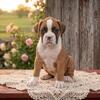 AKC Flashy Boxer Puppy (Harlem)