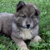 AKC Registered Siberian Husky puppies