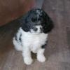 F1 Cavapoo Sweet Parti Boy