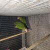 Mitred Conure 