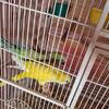 Quaker parrot ( breeder)