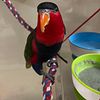 $1500 parrot