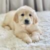 Sweet Golden Retriever puppy available now