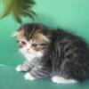 CFA longhair Scottish Fold & Straight Ear kittens