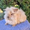 Chocolate-tort Lionhead Boy