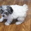 Yorkipoo puppies