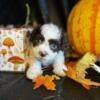 Malshipoo puppies 