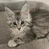 Maine Coon 11 Week Kitten TICA registered