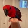 Very sweet female eclectus for sale