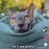 Elf sphynx female cat for sale