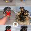 TWO YORKIE PUPPIES LEFT! 