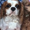 akc cavalier king charles for stud