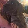 Cane corso