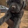 Purebred Cane Corso Puppies — Docked Tails • UTD on Shots • 2 Females, 1 Male • $1,200