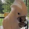 Baby Umbrella cockatoo