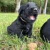 AKC Giant Schnauzer pups ready to go 