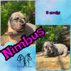 AKC Great Dane Puppies NE Kansas