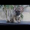 French bulldogs