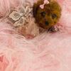 Poodle Teacups and toys  Financing and Hand Delivery for a low fee