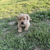 Akc lab puppies