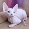 Sphynx kittens in homestead Florida 33033