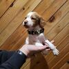 AKC Brittany Puppies