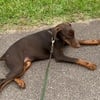 Doberman female 5 months