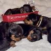 Rottweiler Puppies