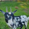 4 year old female Nigerian dwarf goat