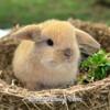 PUREBRED HOLLAND LOPS - BABY BUNNIES MUST SEE BUNNY MODELS