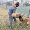 Presa canario puppies for sale