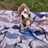 Frenchton