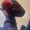 Baby female eclectus
