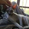 Meet Siren: Playful Sphynx Looking for Her Forever Home!