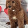 Medium Goldendoodle Puppies F1b non shedding and allergy friendly, 5 year health guarantee