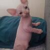 $100 off this week! Dwelf, Sphynx Kittens