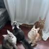 100% European MaineCoon kittens males & females available 