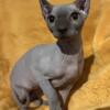 Sphynx  Kittens