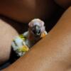 Three Baby Sun Conures