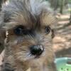 Cavapoo-stunning blue Merle puppy with blue eyes SOLD