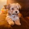 Yorkipoo Male sable/tan