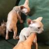 Sphynx kittens tica males female import lines