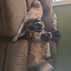 AKC English Mastiff Puppies 