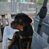 AKC registered German Rottweilers-Champion bloodline puppies