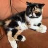 CFA  Exotic SH “Calico  young adult CFA, 3 yrs 