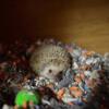 Apricot Male hedgehog 1 year old
