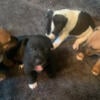 Puppies for sale